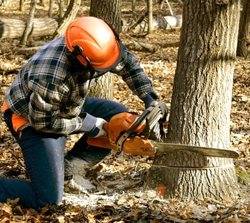 Tree Removal in Nome, TX